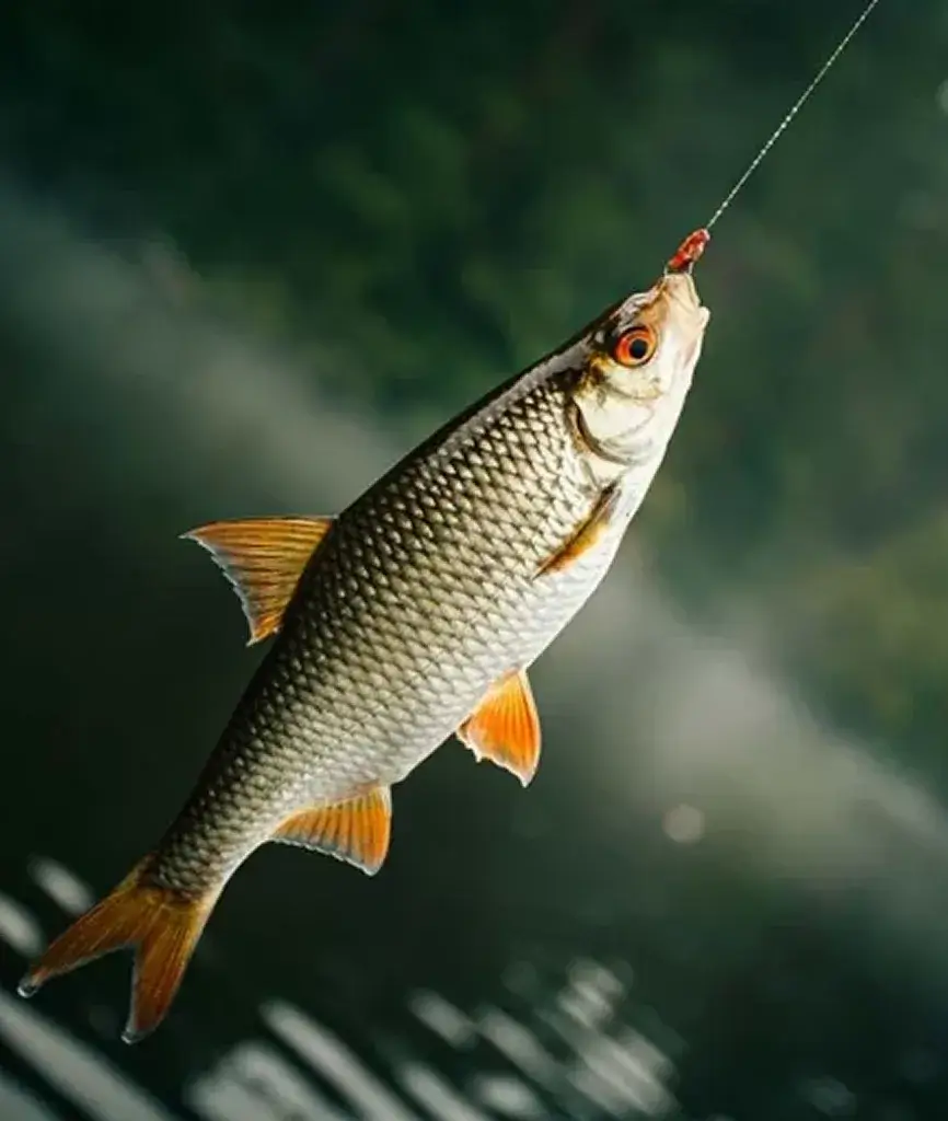 Свіжа сировина.